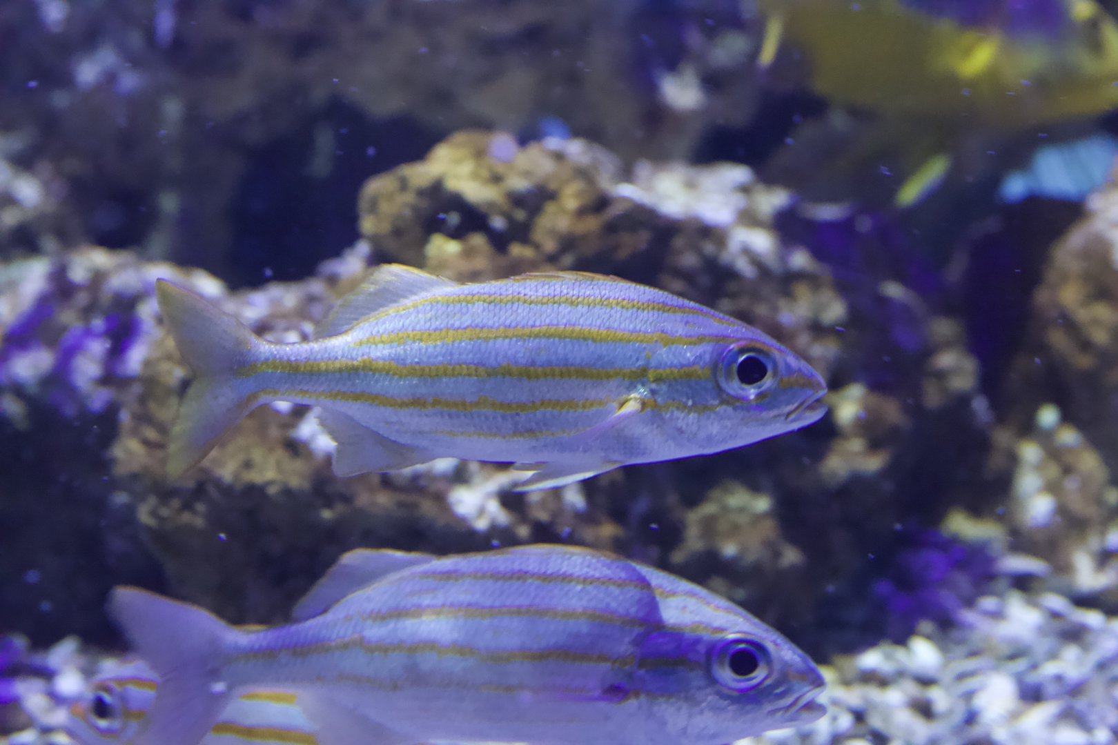 Haemulon squamipinna