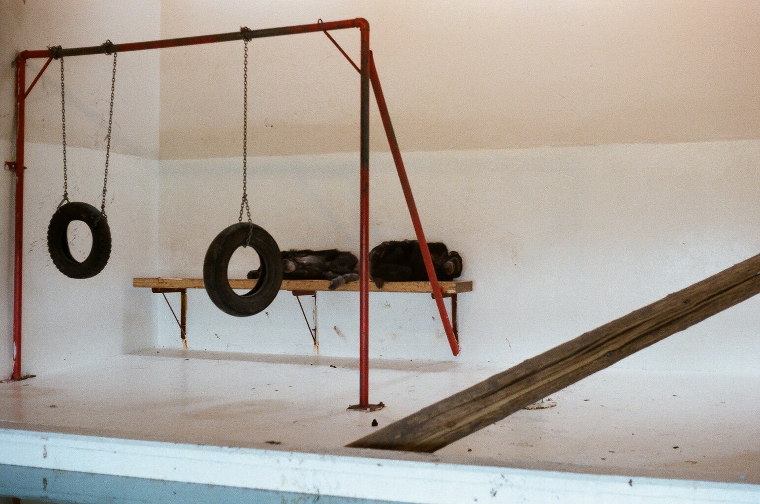 Hafnarfjordur Zoo Circa 1984 - Chimpanzees