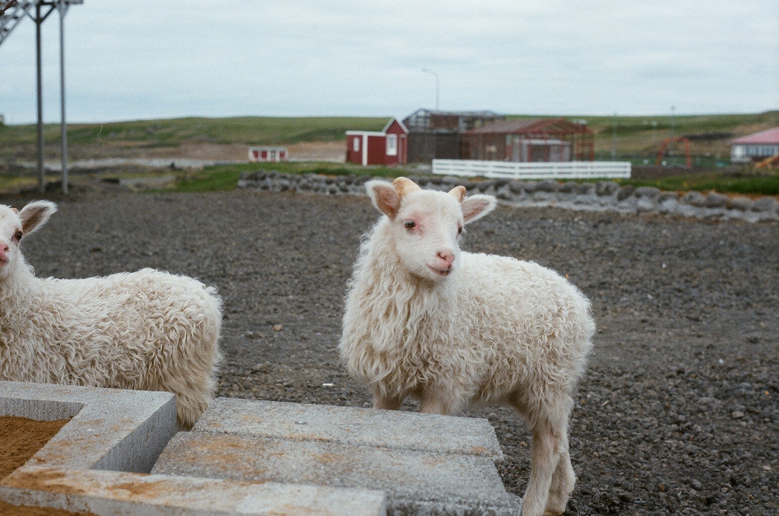 Hafnarfjordur Zoo Circa 1984 - Lambs