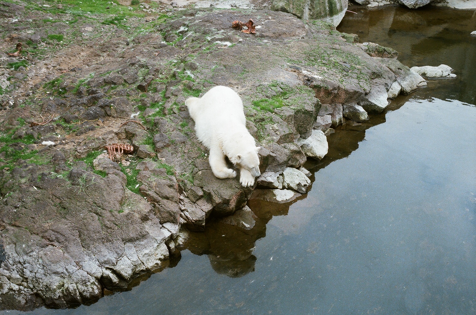 Hafnarfjordur Zoo Circa 1984 - Polar Bear