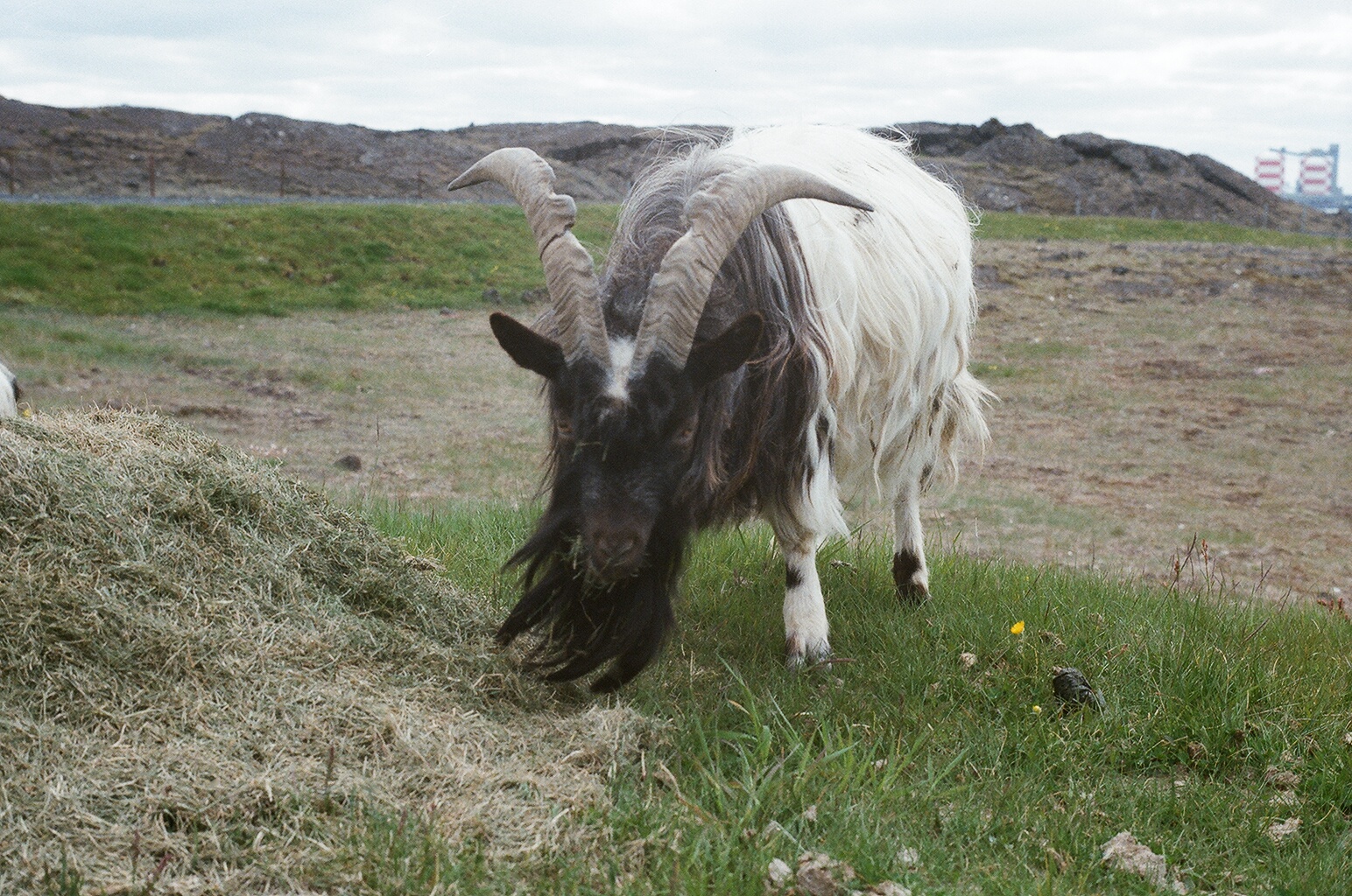 Hafnarfjordur Zoo Circa 1984 - Rare Icelandic Goat