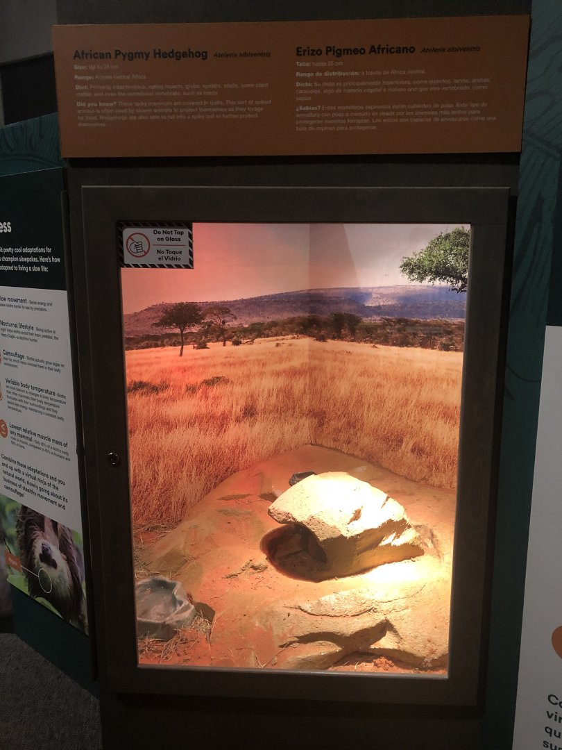 Hafrican Pygmy Hedgehog