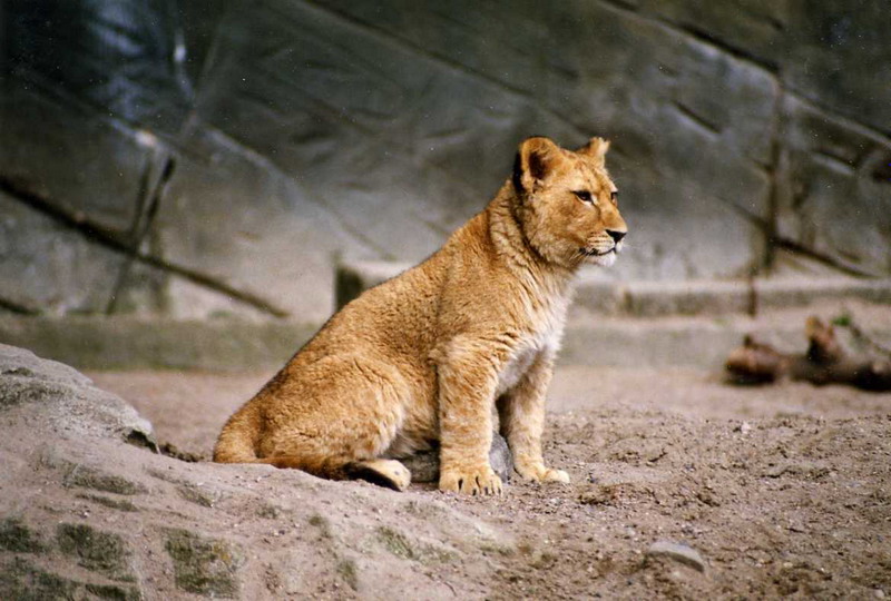 Hagenbeck 1993 - Lion