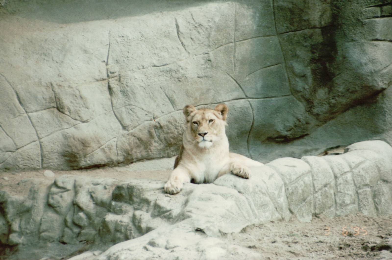 Hagenbeck 1995 - African Lioness