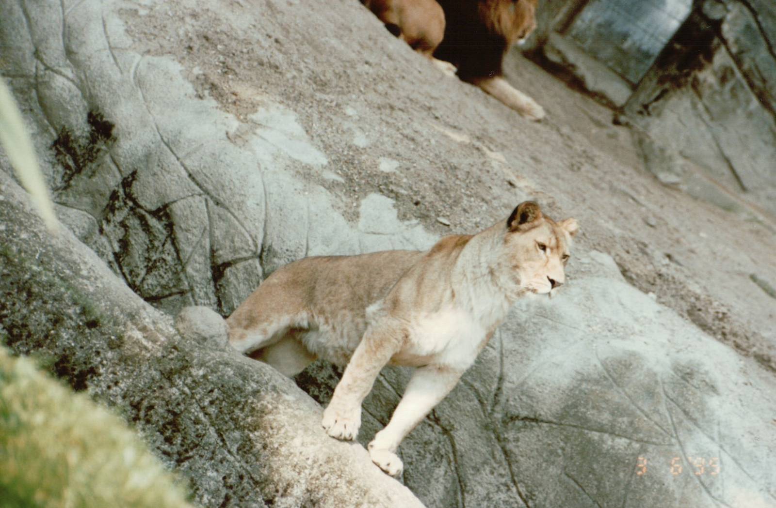 Hagenbeck 1995 - African Lioness