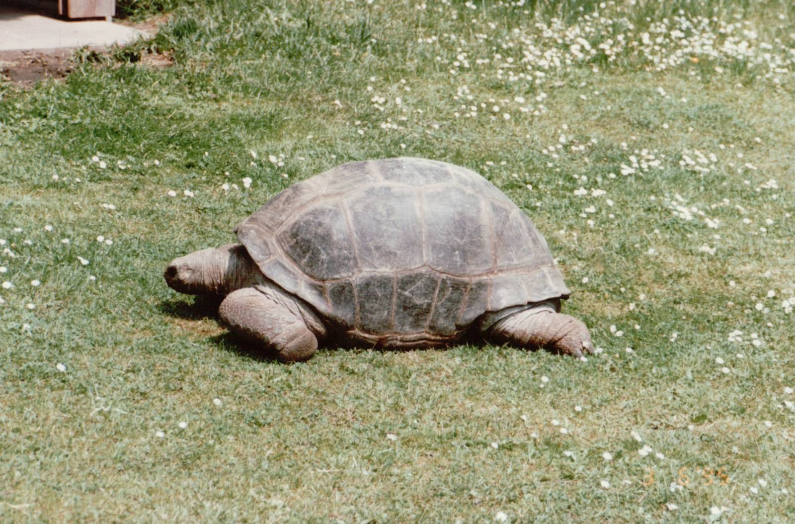 Hagenbeck 1995 - Aldabra Giant Tortoise