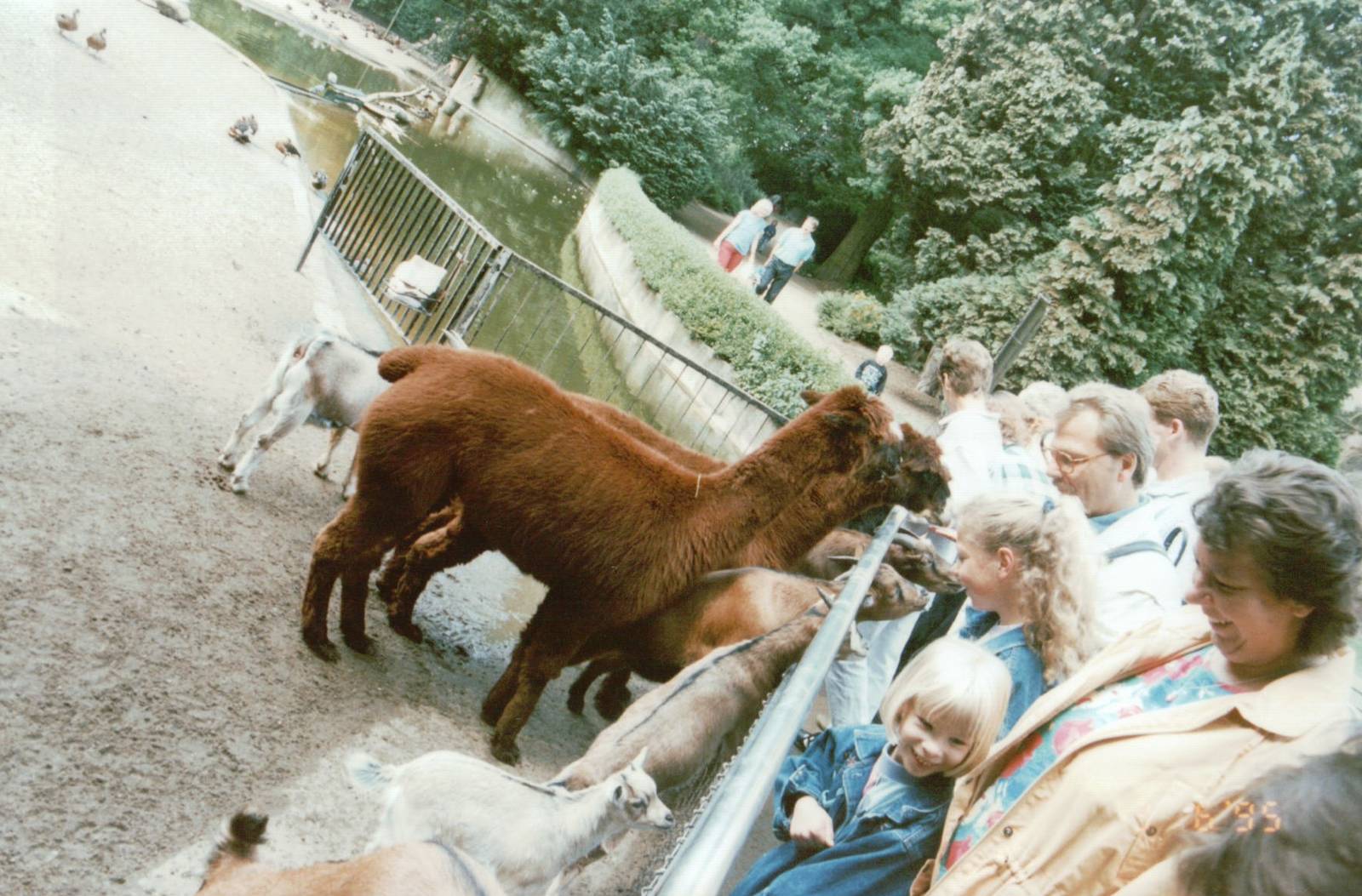 Hagenbeck 1995 - Alpaca and visitors