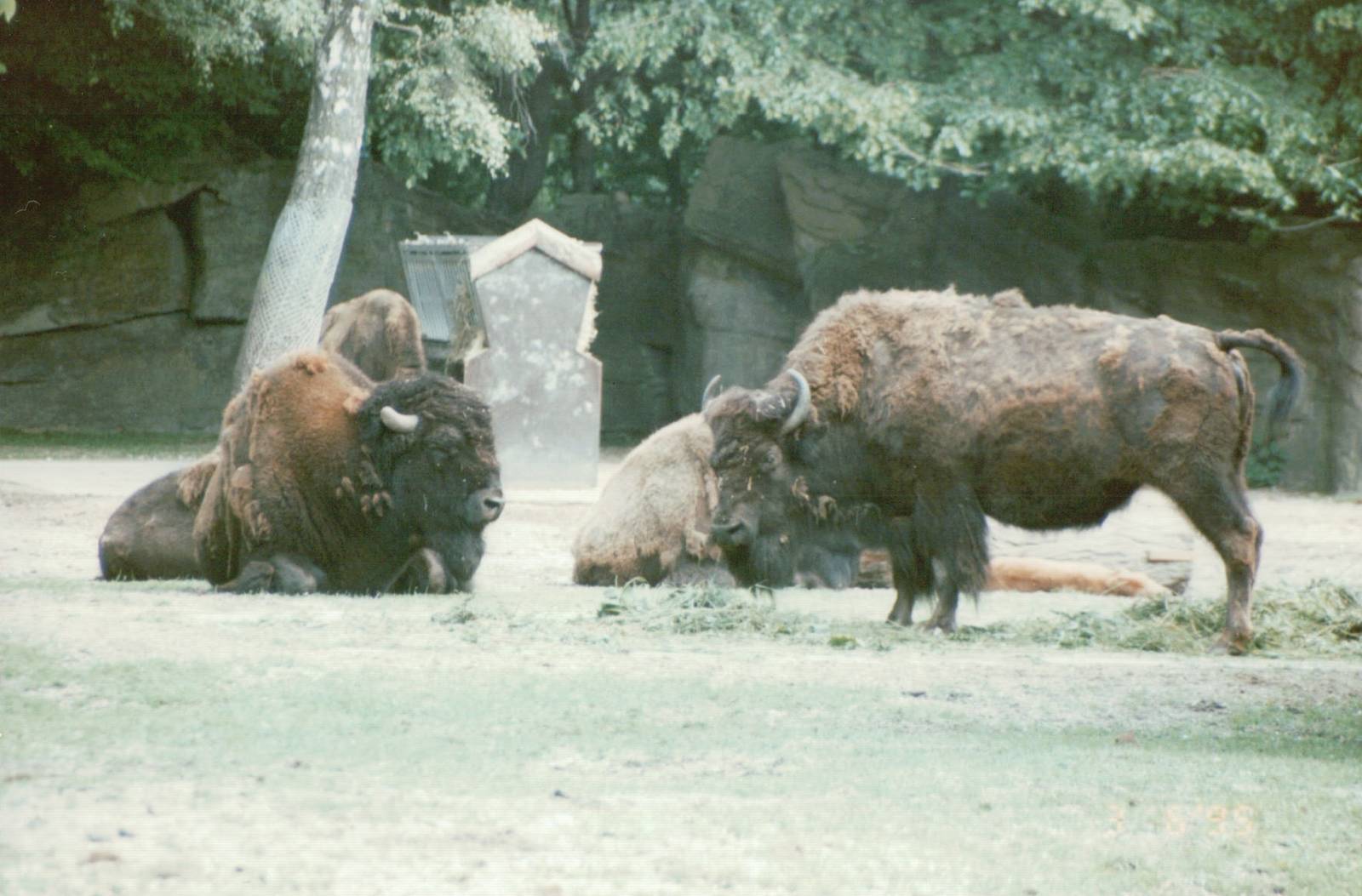 Hagenbeck 1995 - American Bison