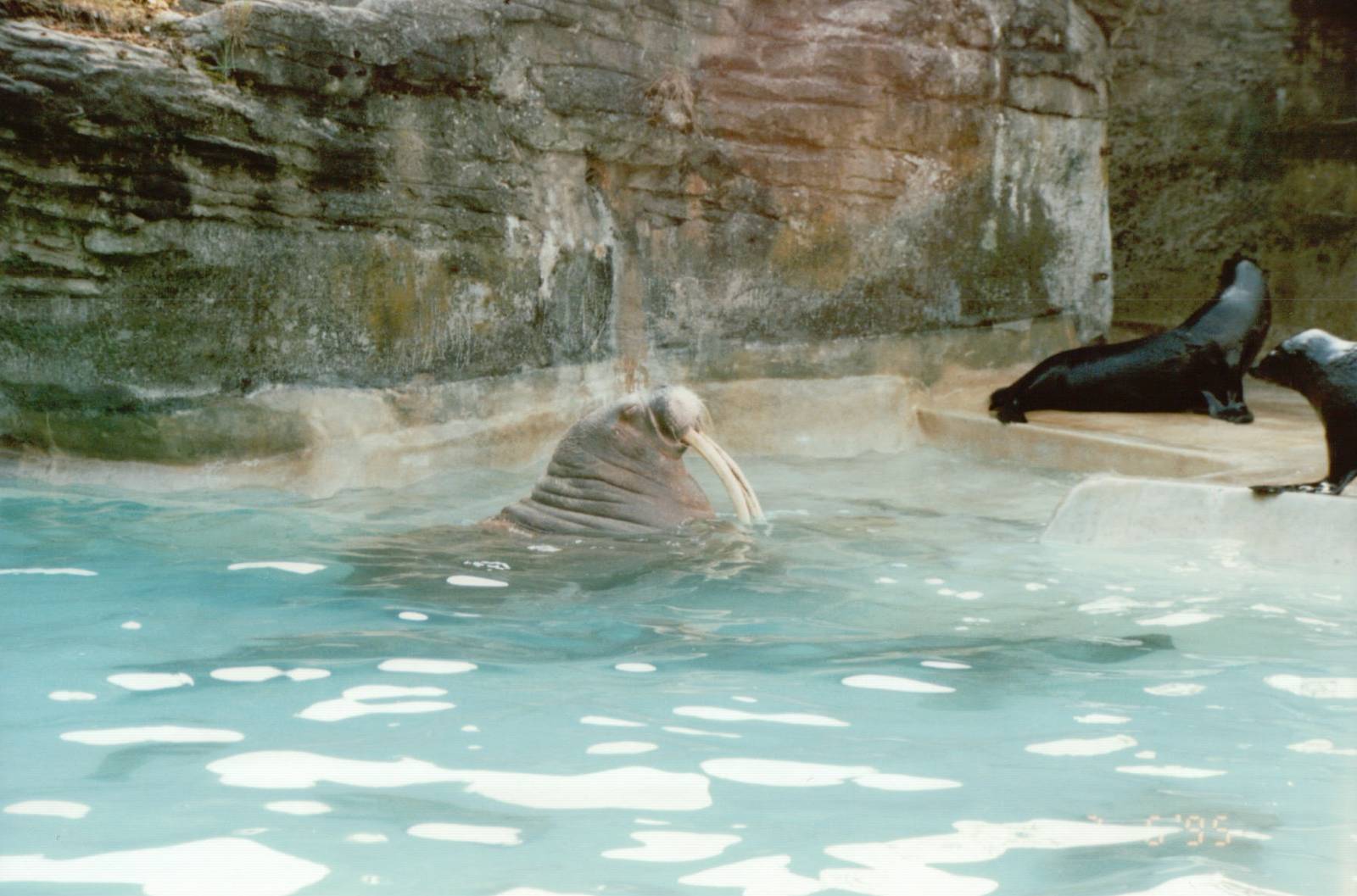Hagenbeck 1995 - Antje the Walrus with some South American Fur Seals