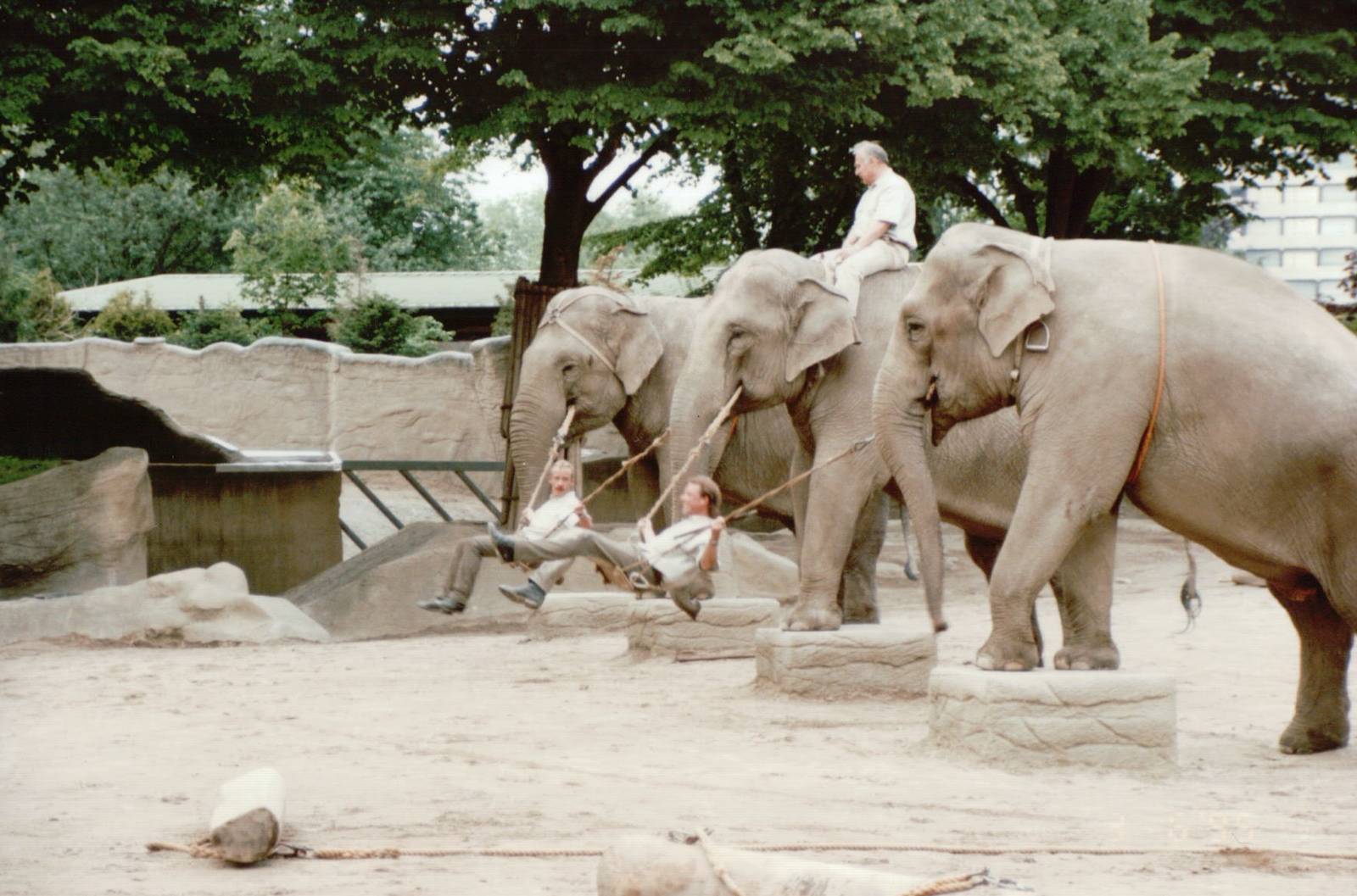 Hagenbeck 1995 - Asiatic Elephant keeper demonstration