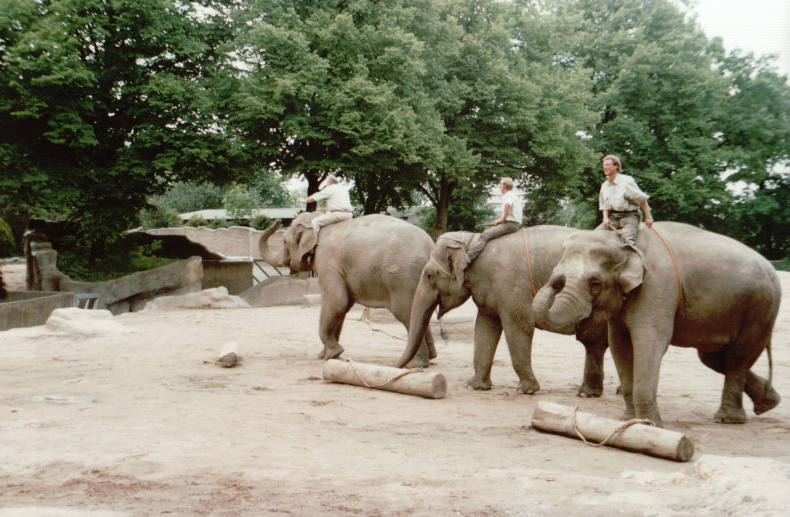 Hagenbeck 1995 - Asiatic Elephant keeper demonstration