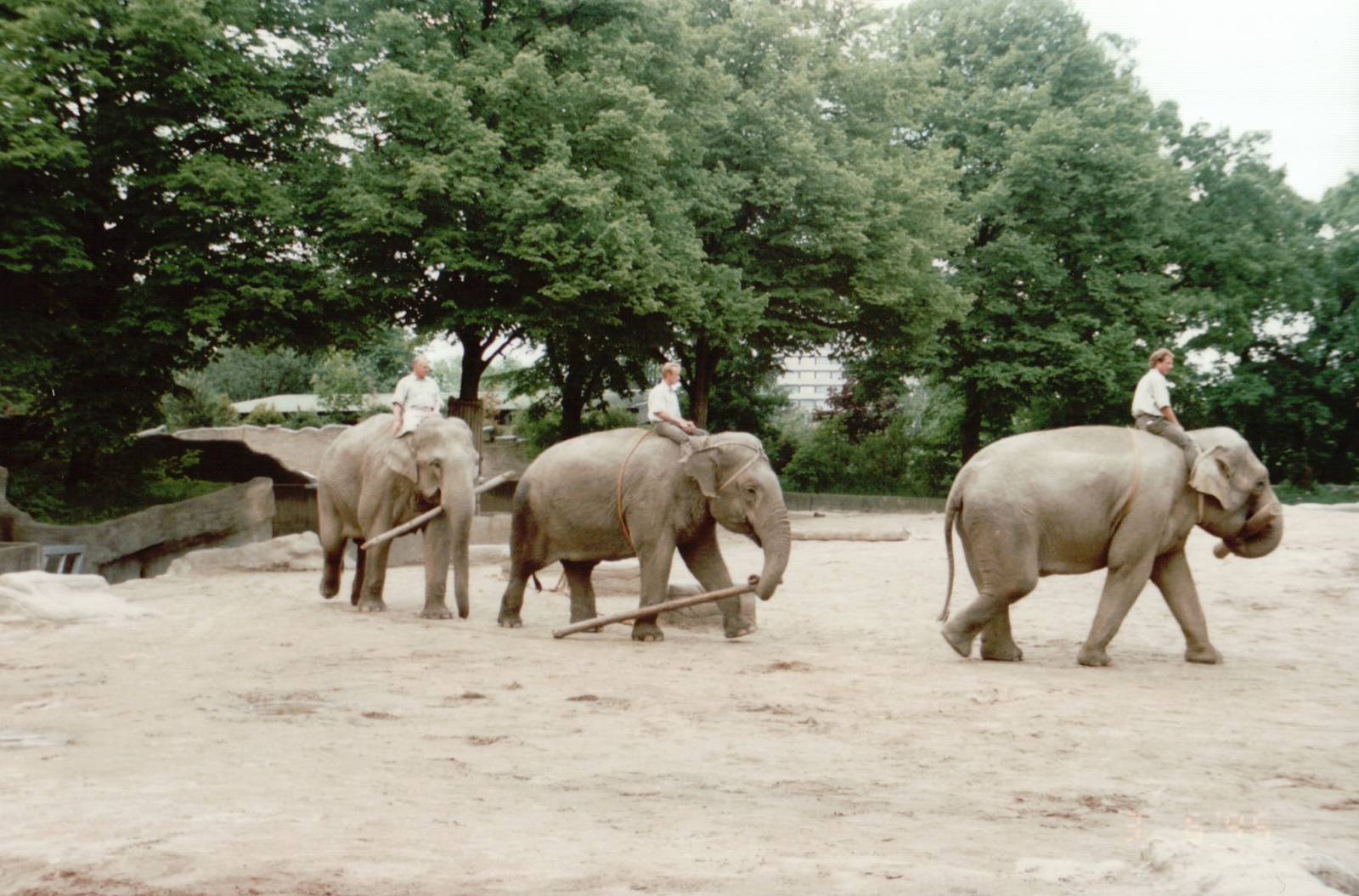 Hagenbeck 1995 - Asiatic Elephant keeper demonstration