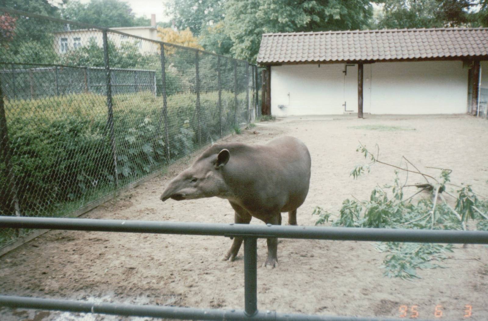 Hagenbeck 1995 - Brazilian Tapir exhibit