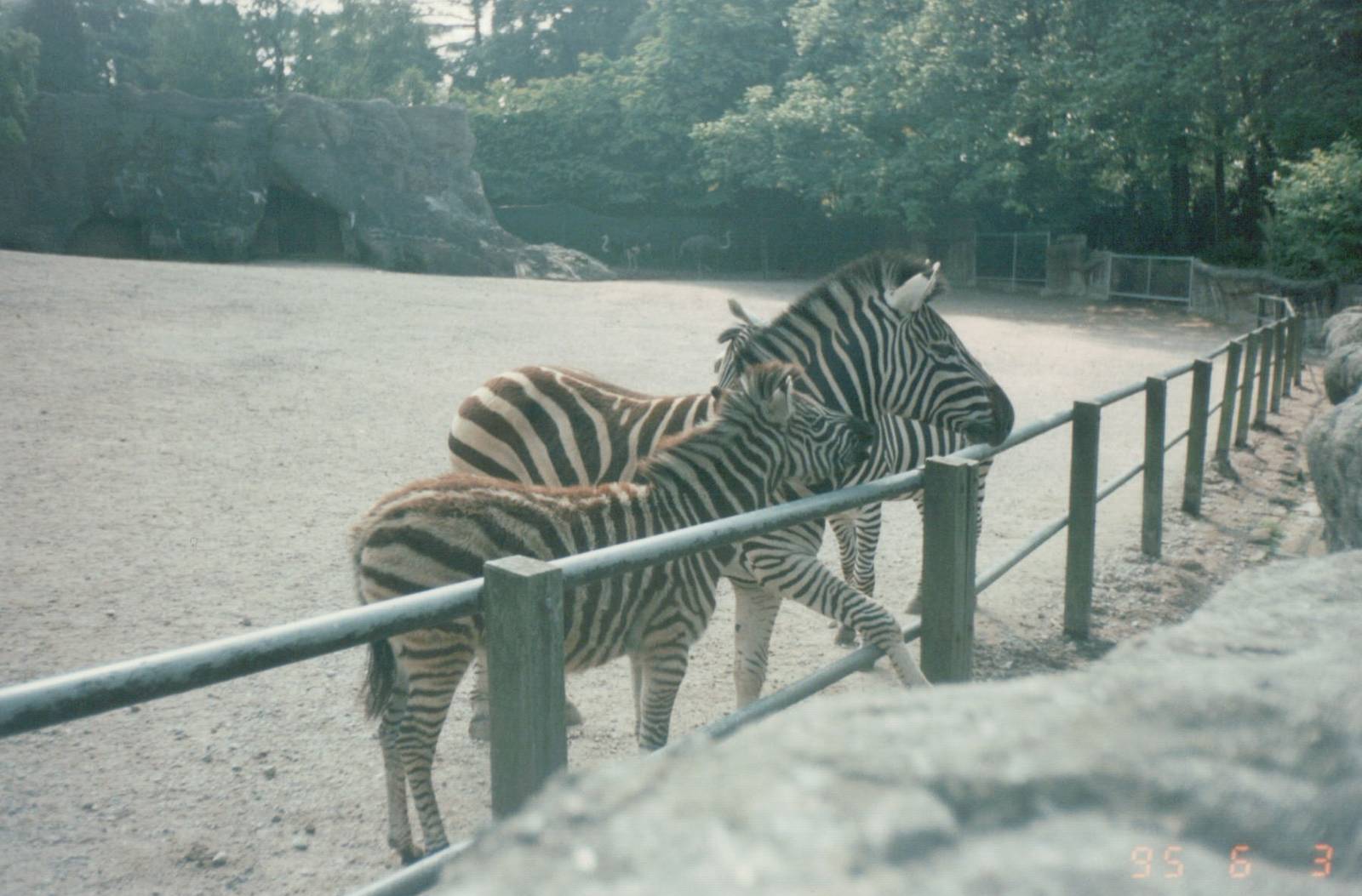 Hagenbeck 1995 - Chapmans Zebra