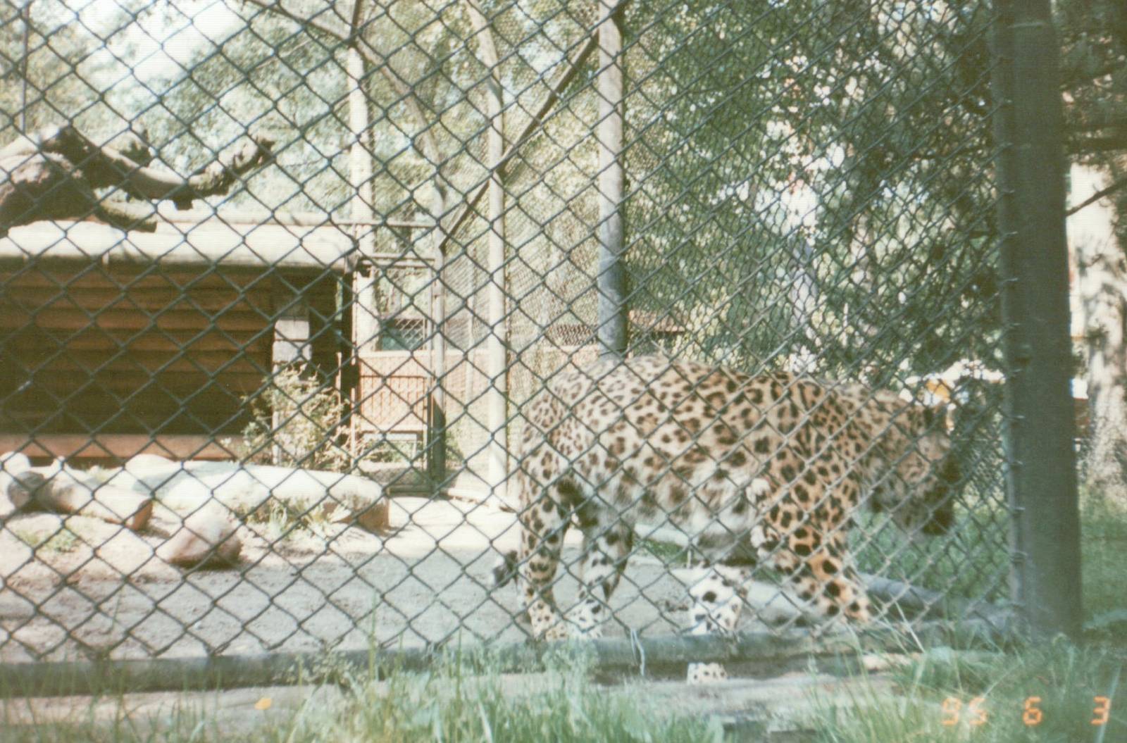 Hagenbeck 1995 - Chinese Leopard exhibit