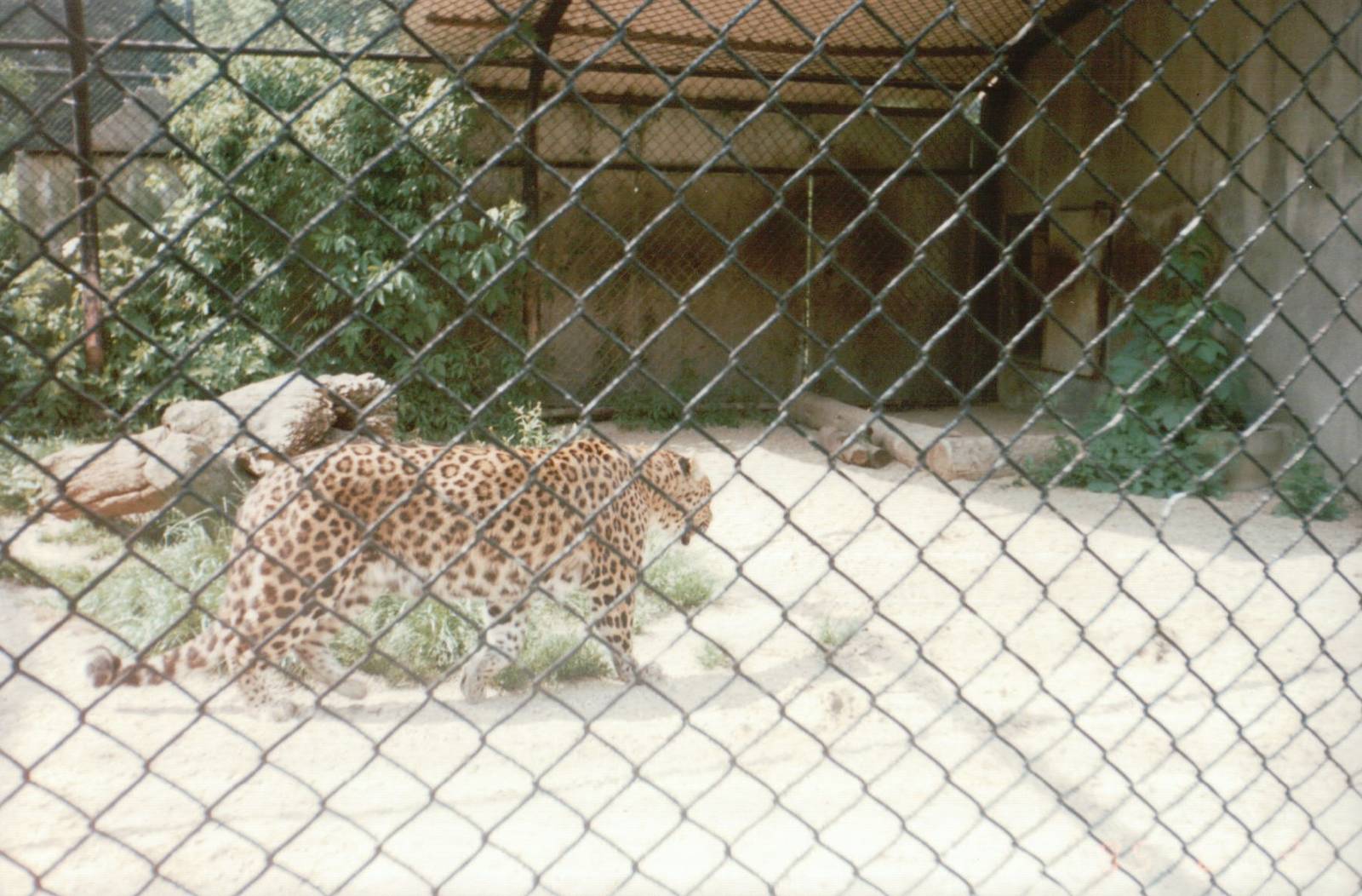 Hagenbeck 1995 - Chinese Leopard in the second Amur Tiger exhibit