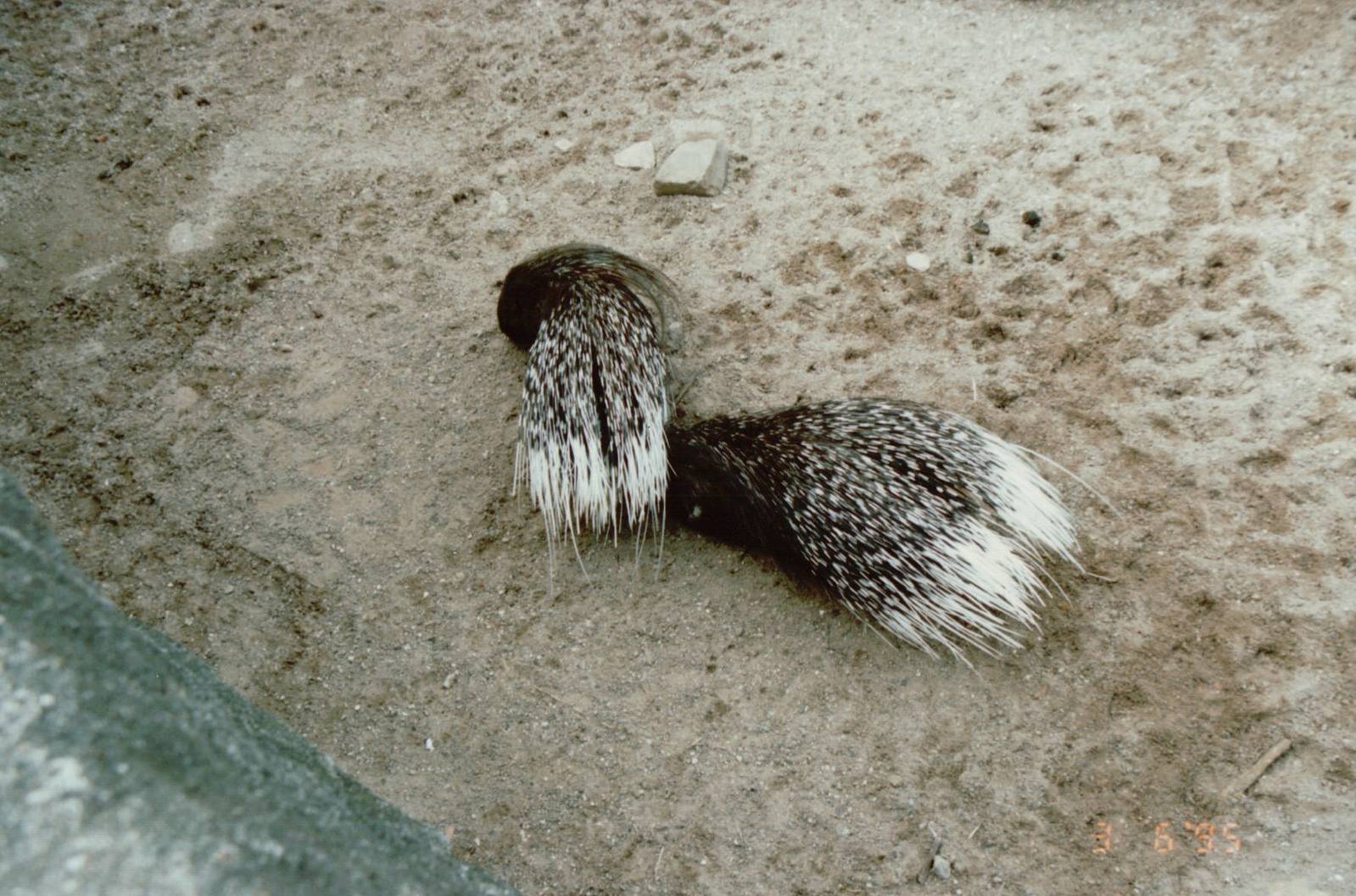 Hagenbeck 1995 - Crested Porcupines