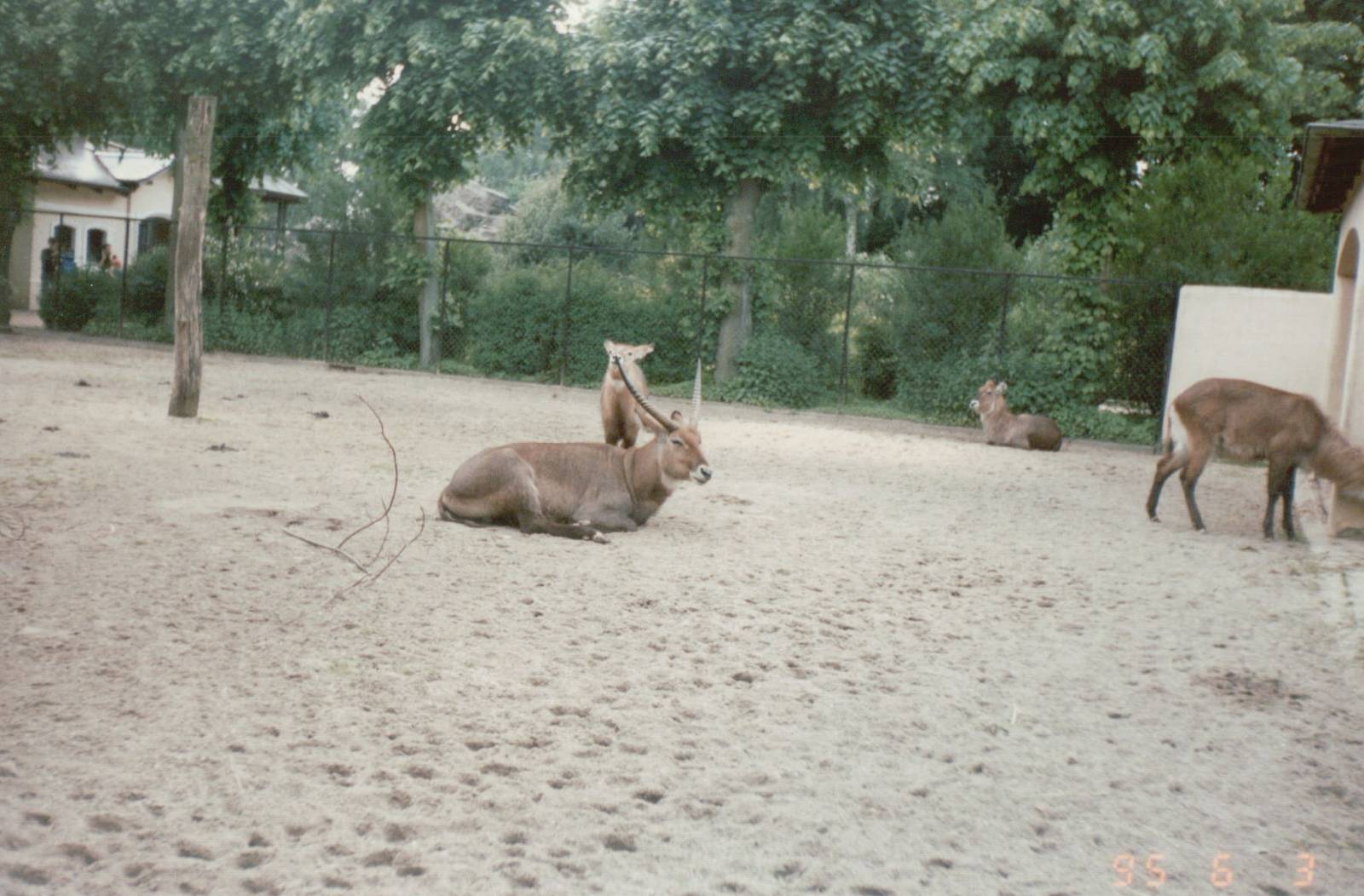 Hagenbeck 1995 - Defassa Waterbuck exhibit