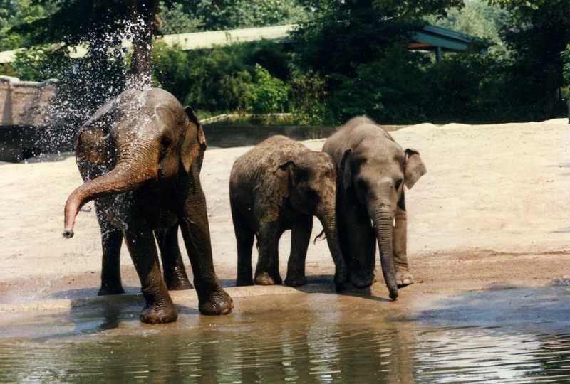 Hagenbeck 1995 - Elephants