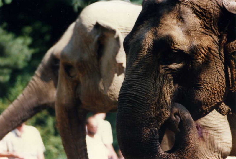Hagenbeck 1995 - Elephants