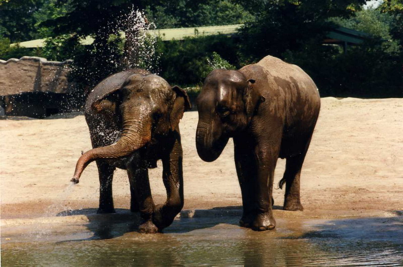 Hagenbeck 1995 - Elephants