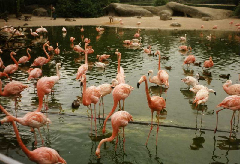 Hagenbeck 1995 - Flamingos