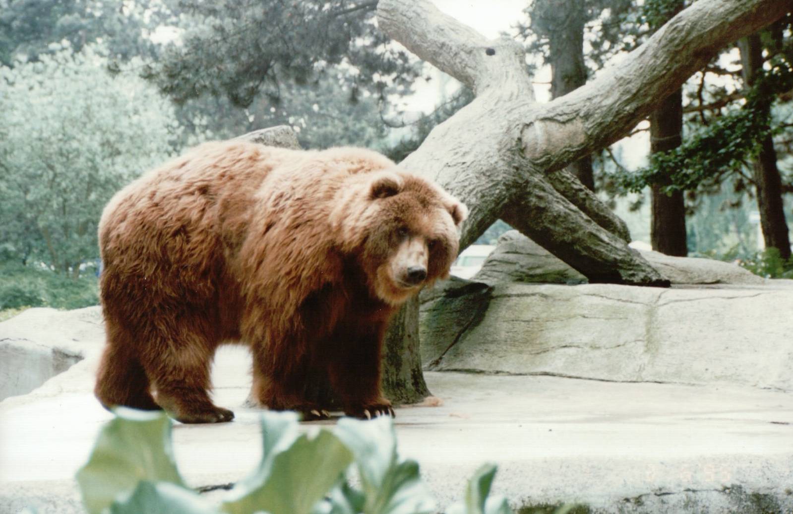 Hagenbeck 1995 - Gigantic Kodiak Bear