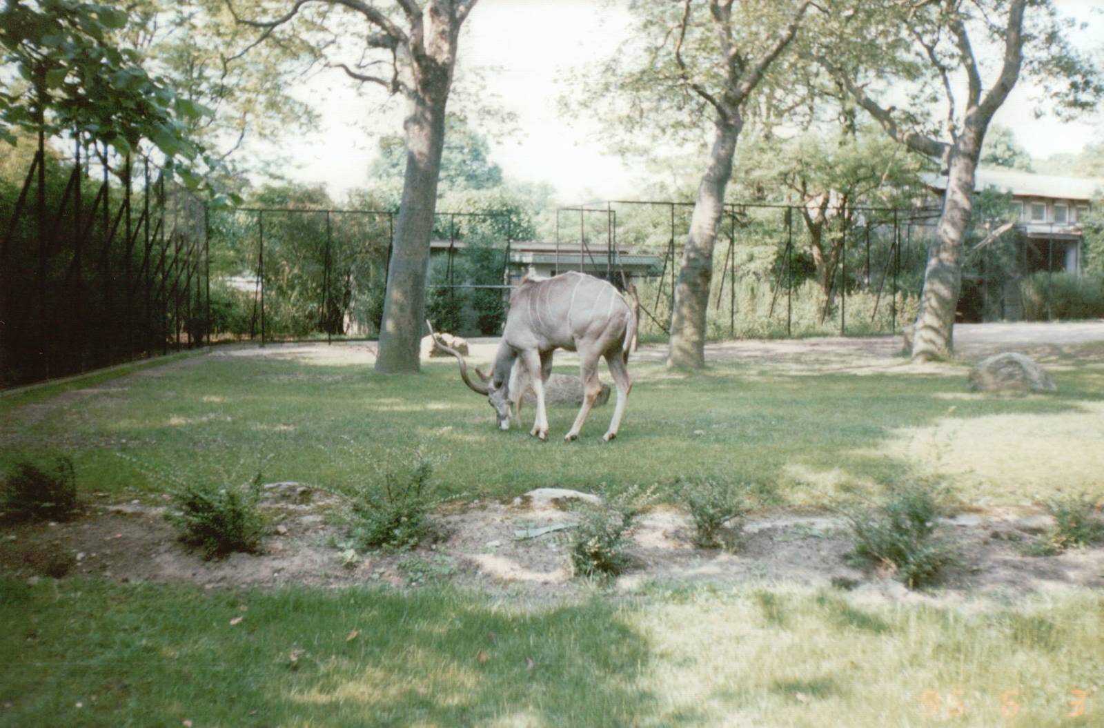 Hagenbeck 1995 - Greater Kudu