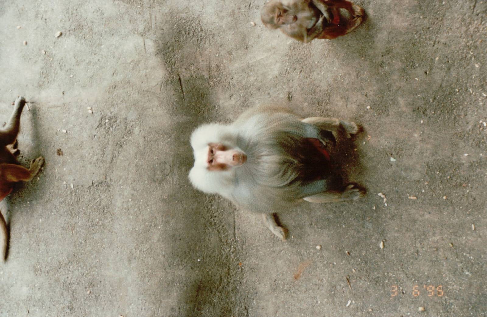 Hagenbeck 1995 - Hamadryas Baboon male