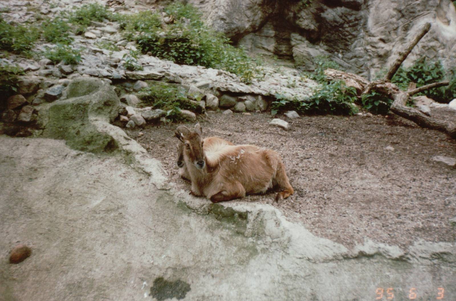 Hagenbeck 1995 - Himalayan Tahr