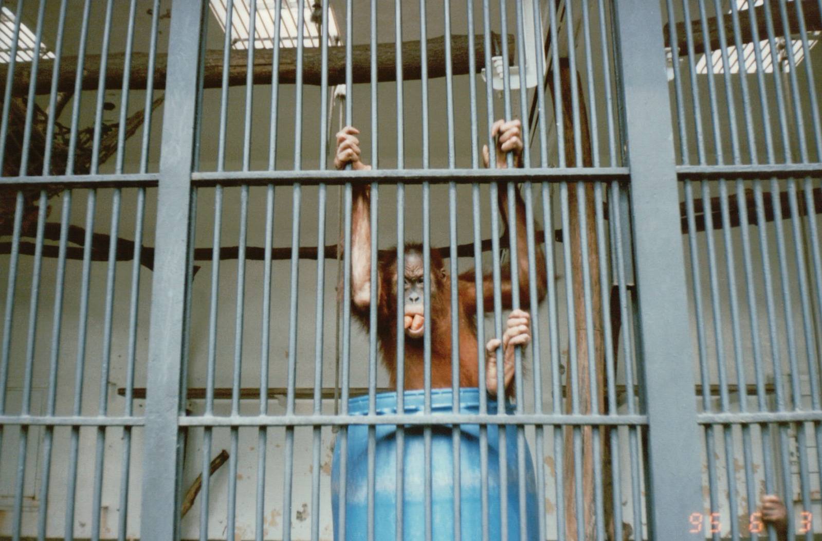 Hagenbeck 1995 - In the old Orangutan House