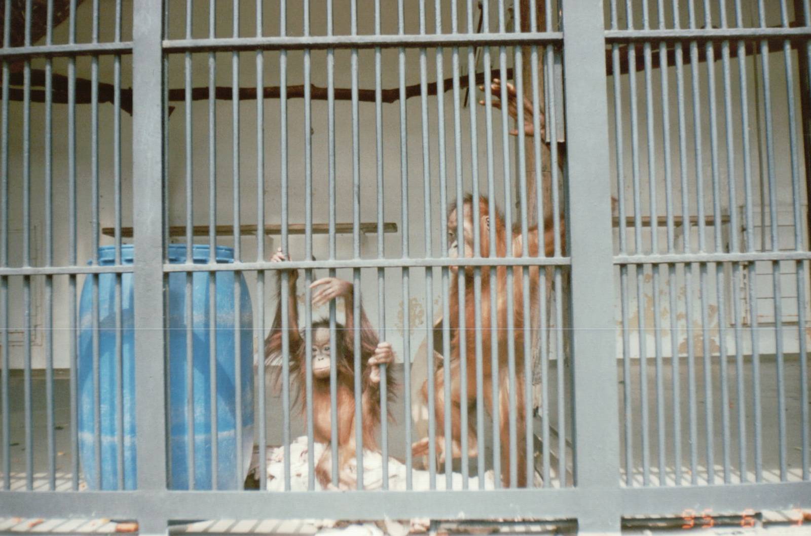 Hagenbeck 1995 - In the old Orangutan House