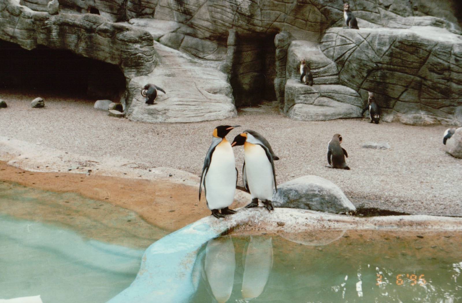 Hagenbeck 1995 - King and Humboldt Penguins in the old Eismeer Panorama