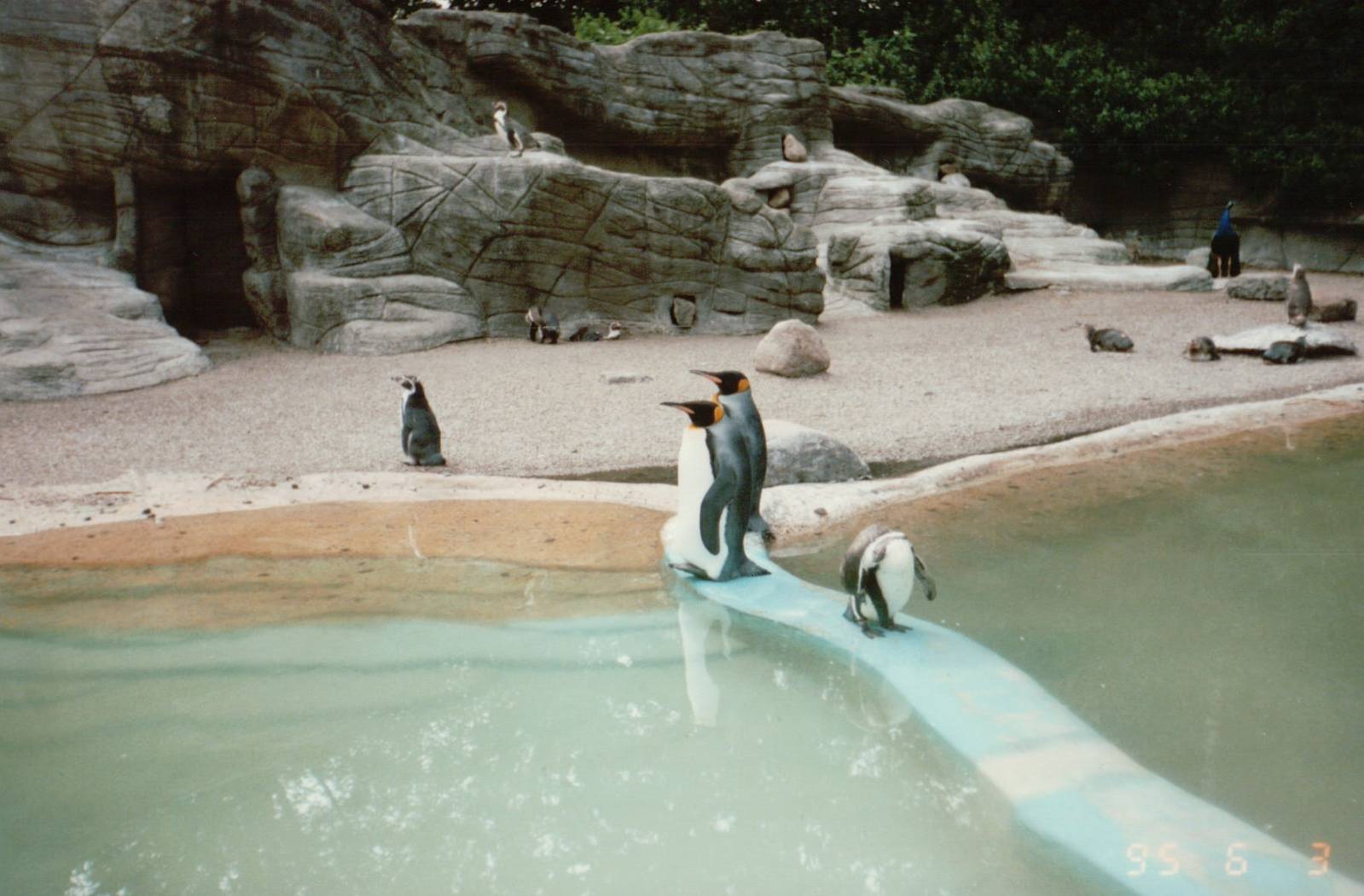 Hagenbeck 1995 - King and Humboldt Penguins in the old Eismeer Panorama