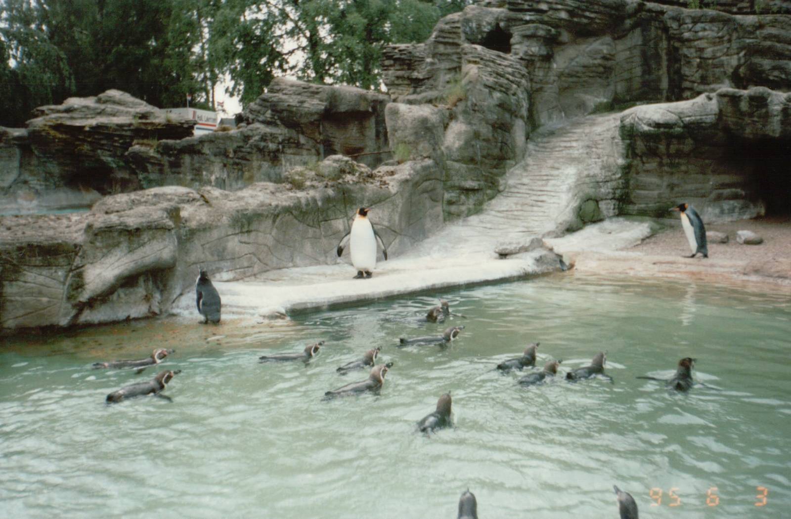 Hagenbeck 1995 - King and Humboldt Penguins in the old Eismeer Panorama