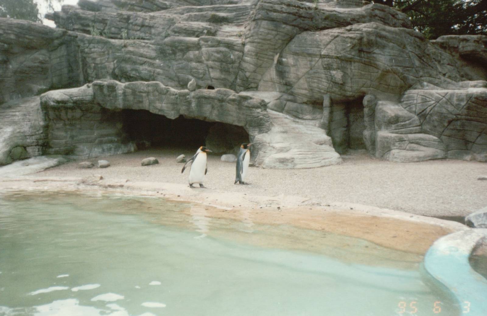 Hagenbeck 1995 - King Penguins in the old Eismeer Panorama