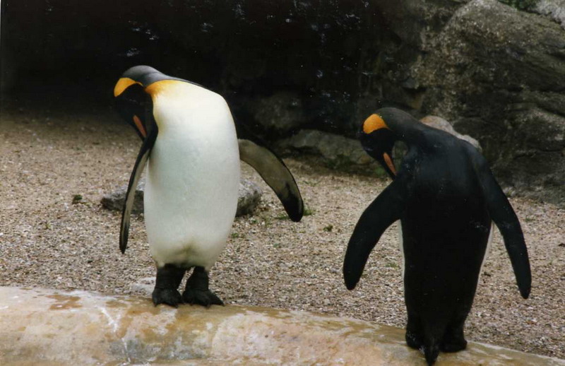 Hagenbeck 1995 - King-penguins