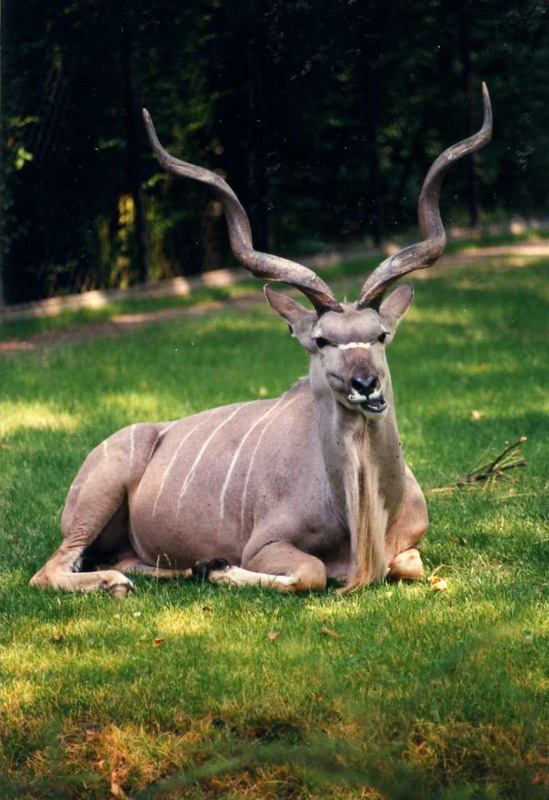 Hagenbeck 1995 - Kudu
