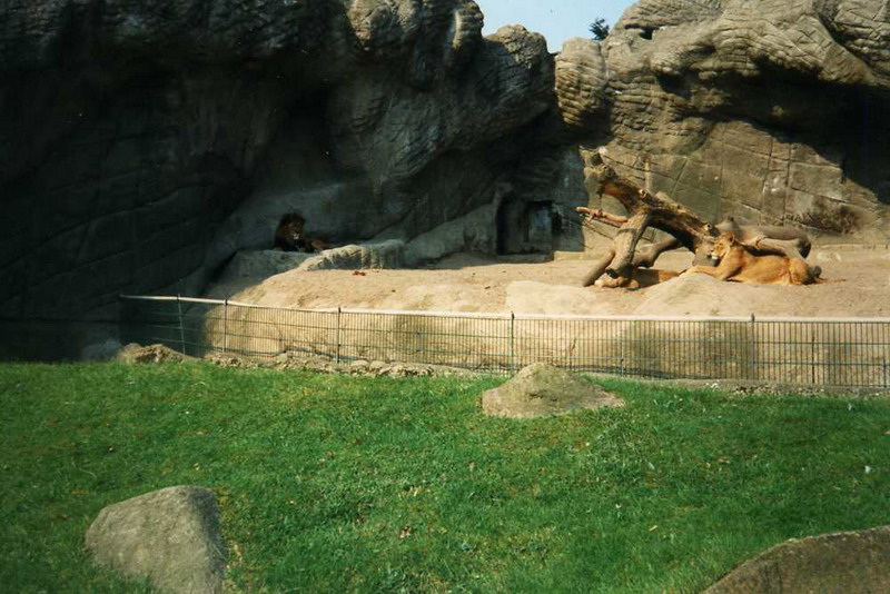 Hagenbeck 1995 - Lionenclosure
