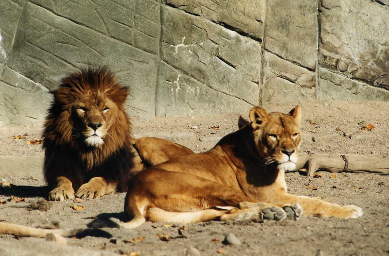 Hagenbeck 1995 - Lions
