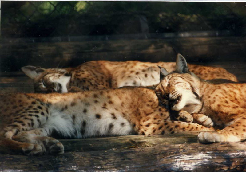 Hagenbeck 1995 - Lynx