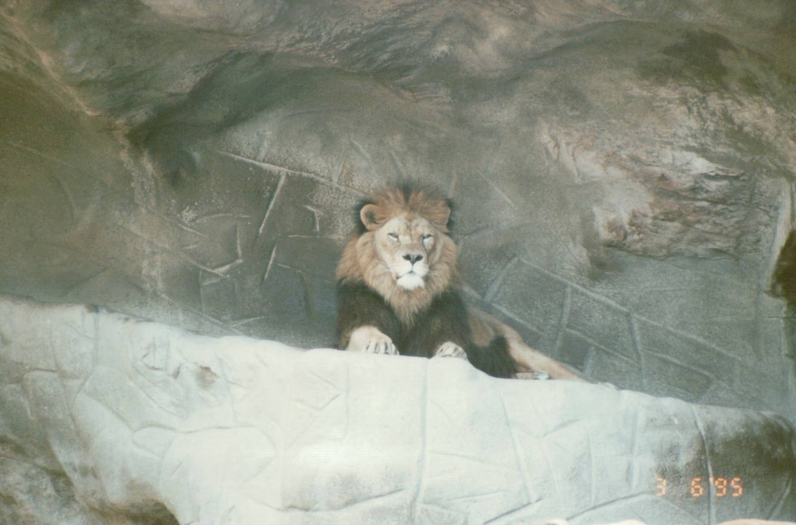 Hagenbeck 1995 - Magnificent African Lion male