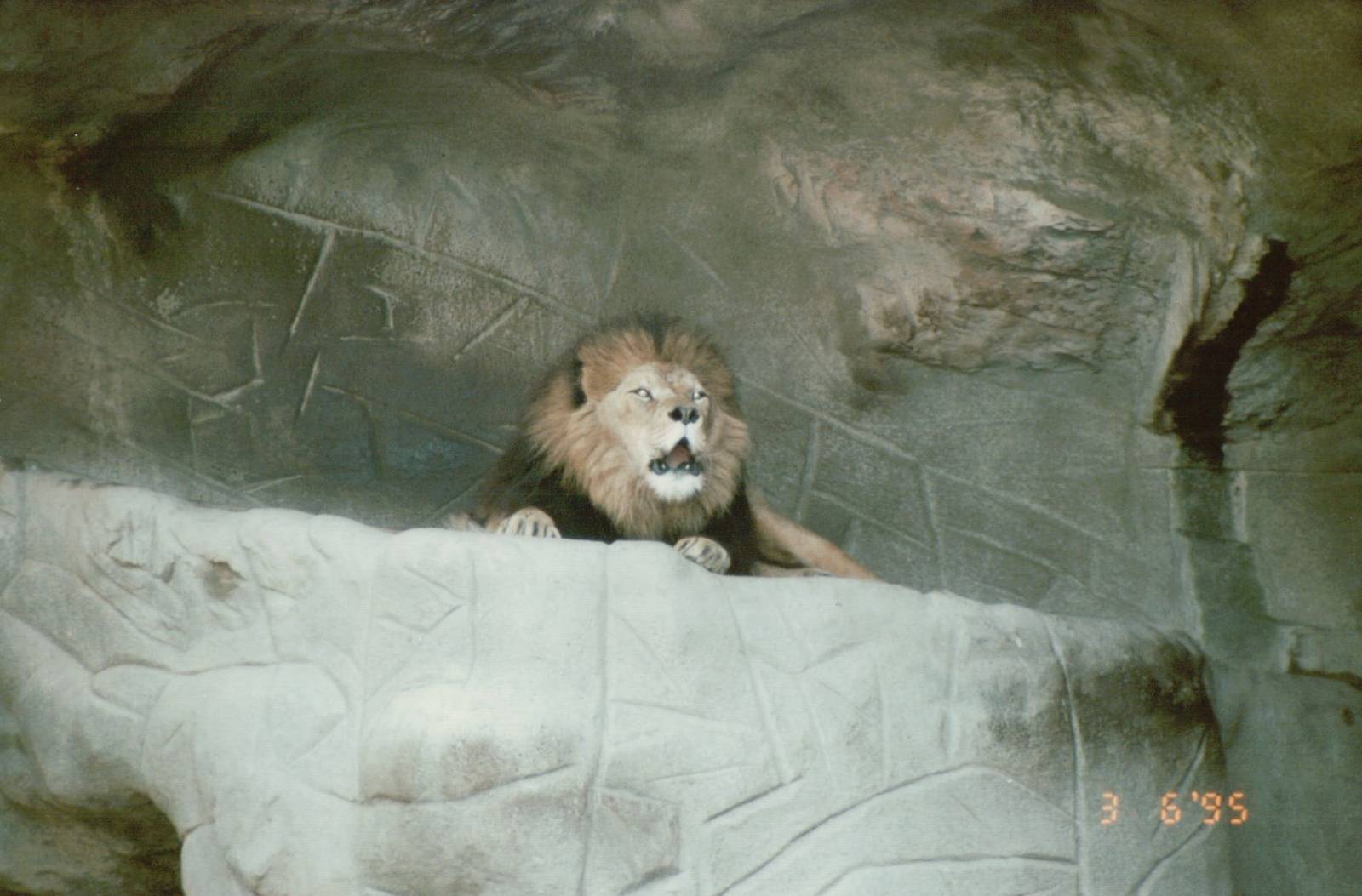 Hagenbeck 1995 - Magnificent African Lion male