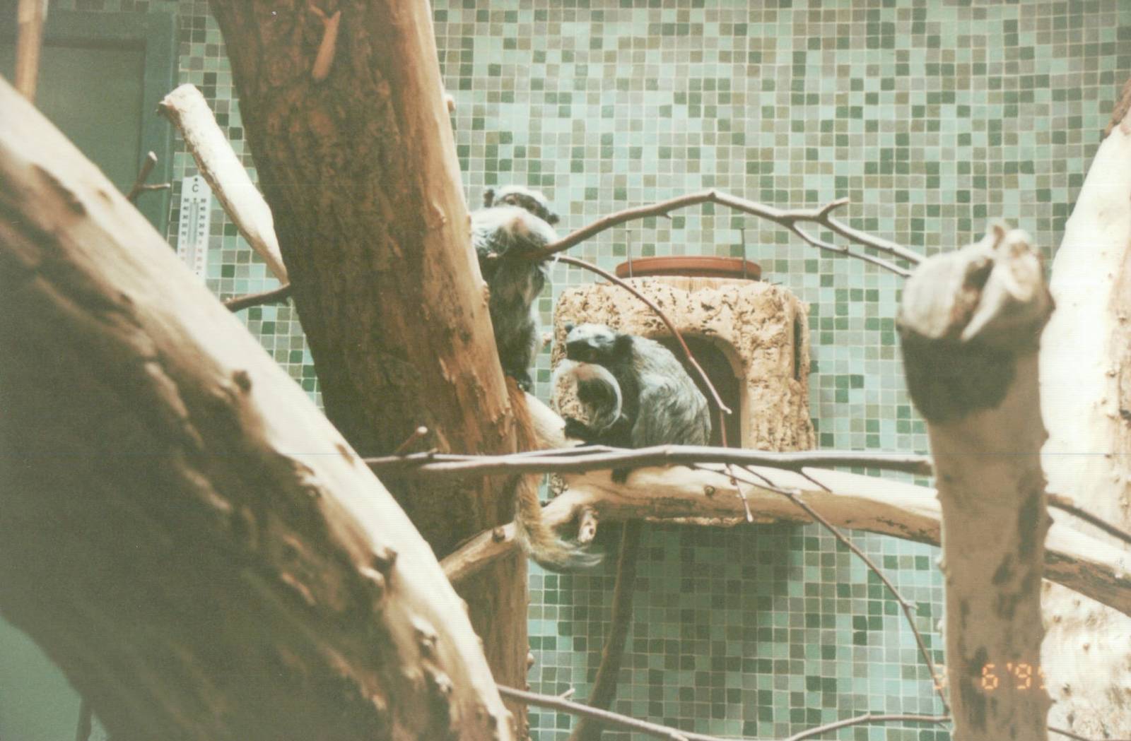 Hagenbeck 1995 - Mixed exhibit for Emperor Tamarin and Green Iguana