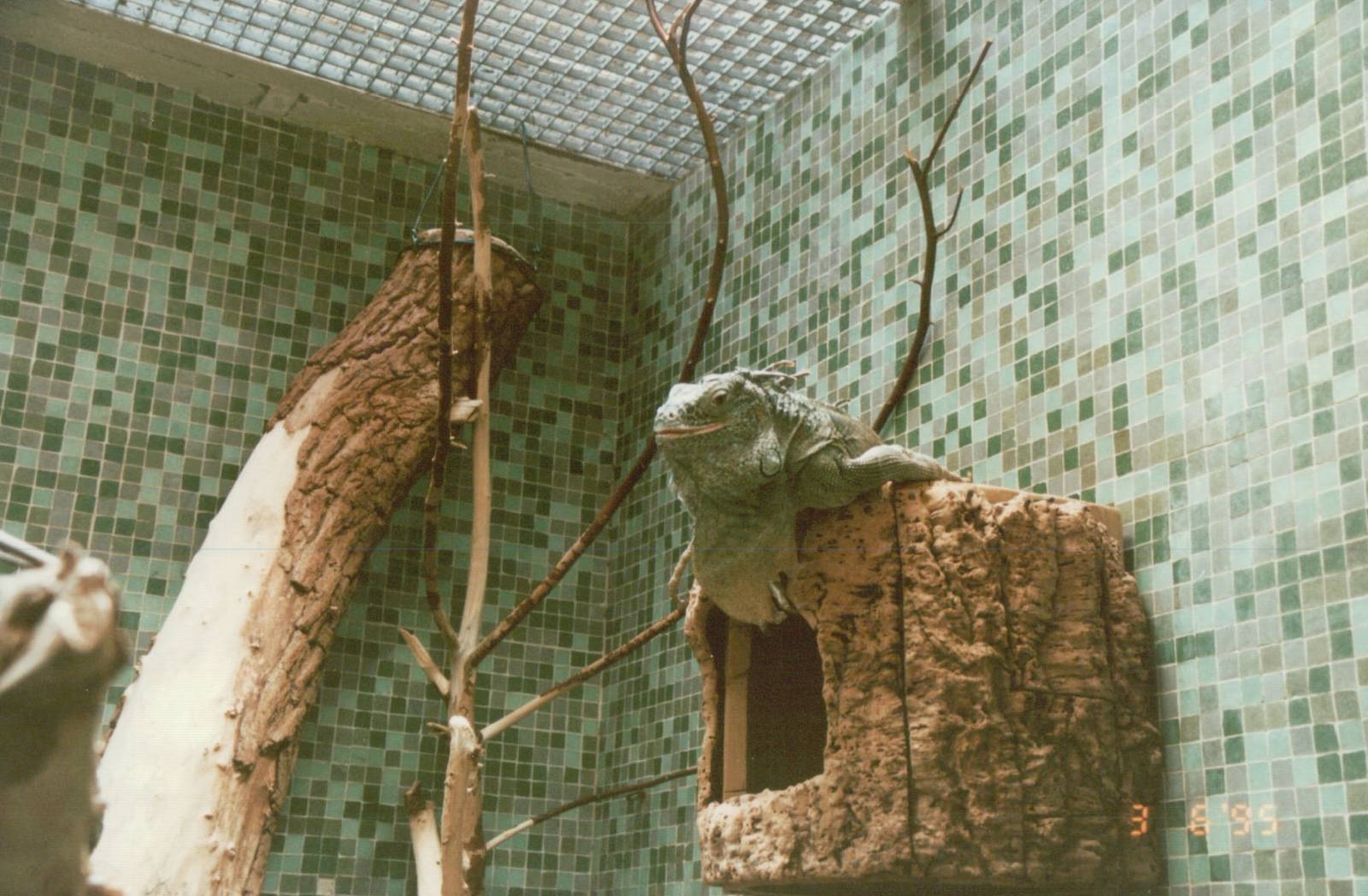 Hagenbeck 1995 - Mixed exhibit for Emperor Tamarin and Green Iguana