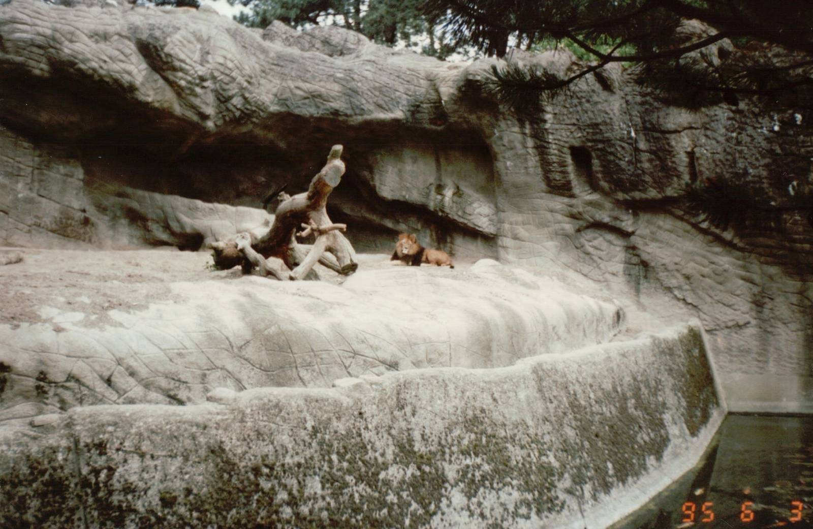 Hagenbeck 1995 - Moat of the African Lion exhibit