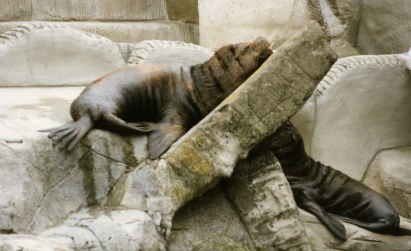 Hagenbeck 1995 - Patagonian sealions
