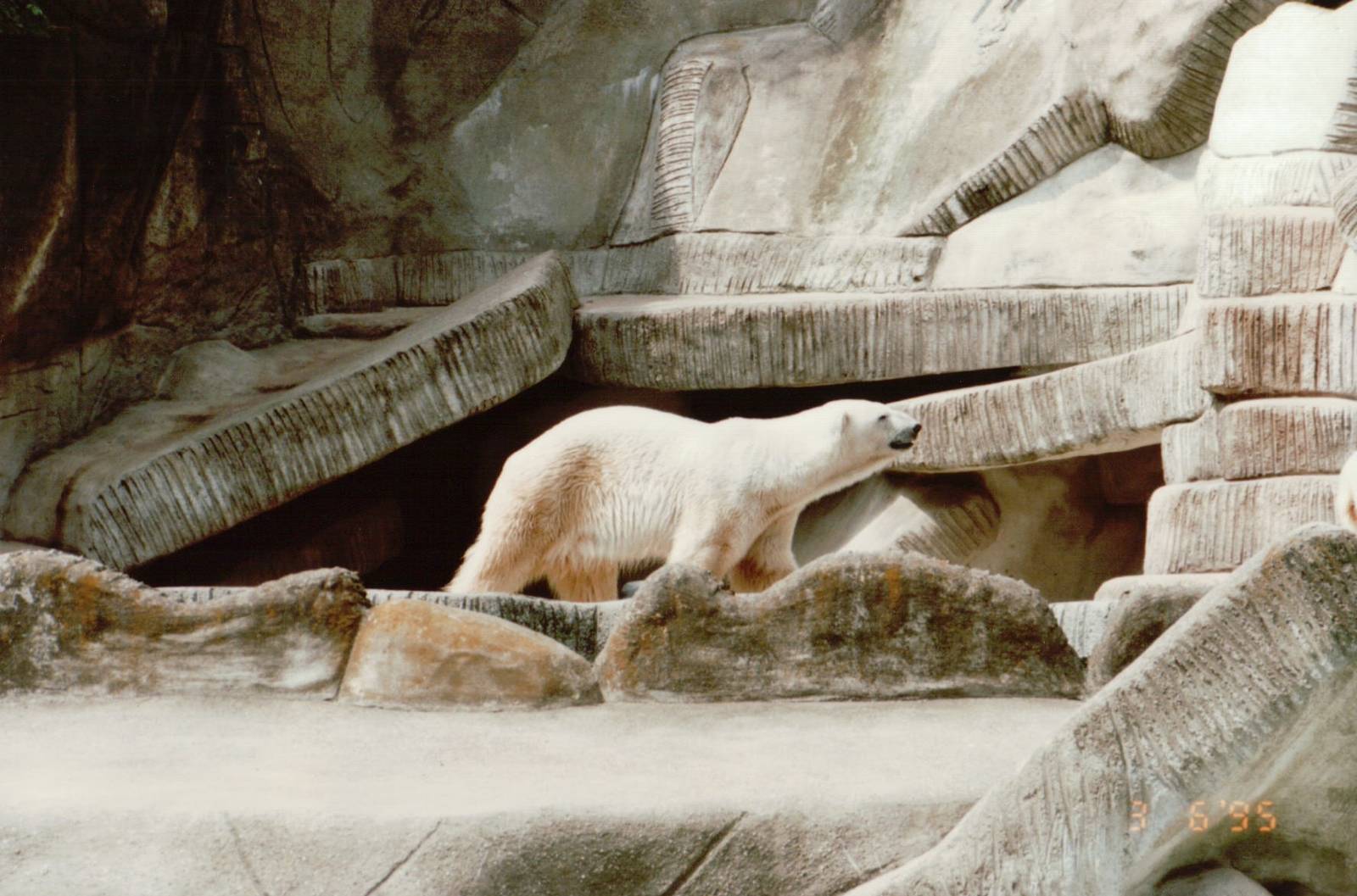 Hagenbeck 1995 - Polar Bears in the old Eismeer Panorama