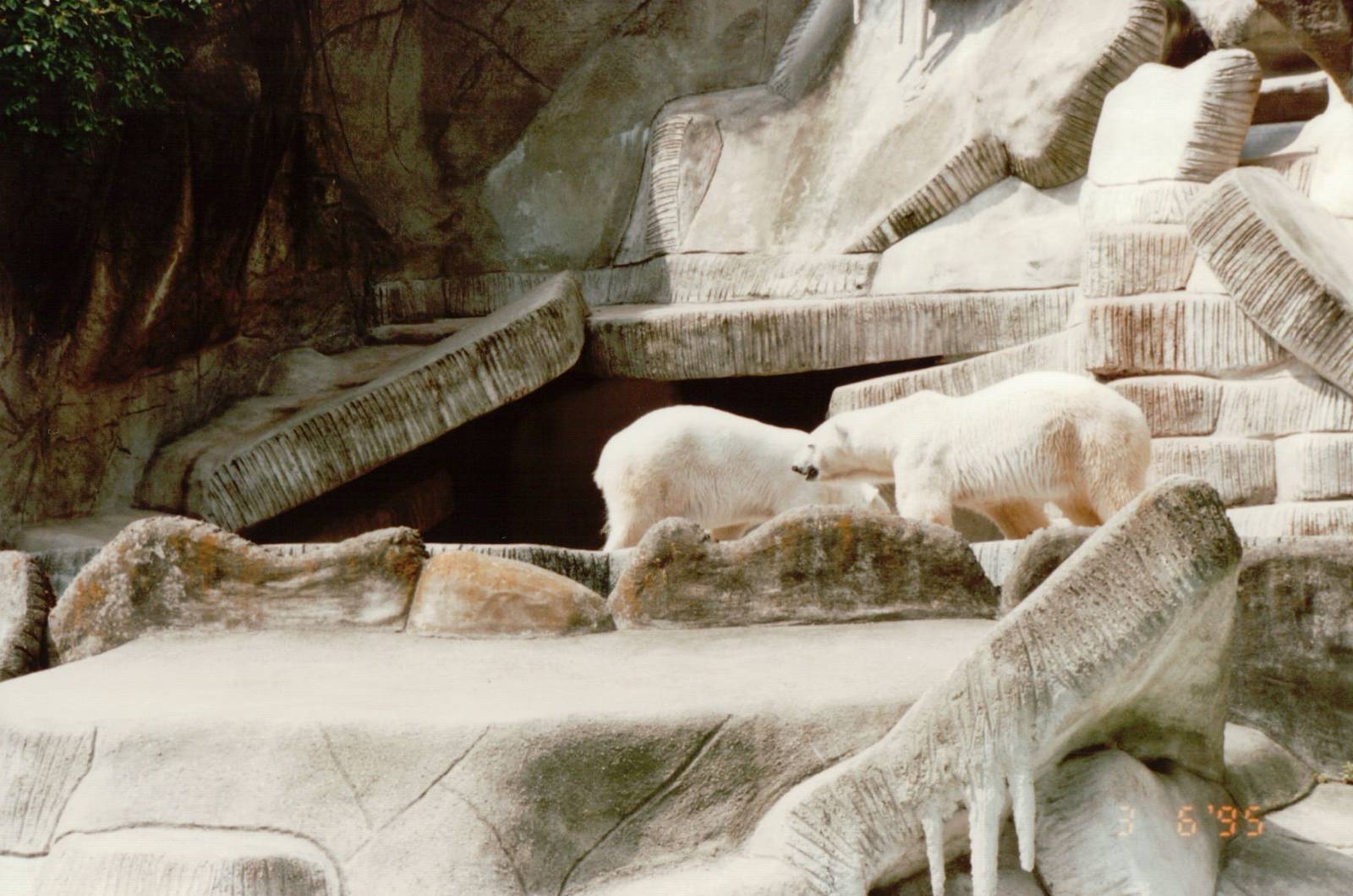 Hagenbeck 1995 - Polar Bears in the old Eismeer Panorama