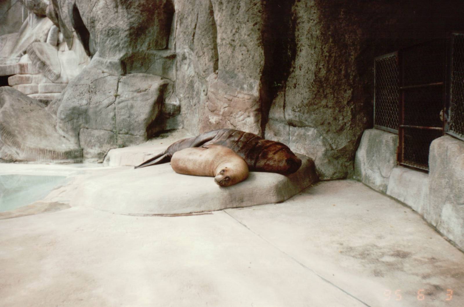 Hagenbeck 1995 - South American Fur Seal in the old Eismeer Panorama